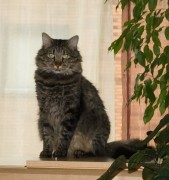 img__03065 vermiste kater Utrecht